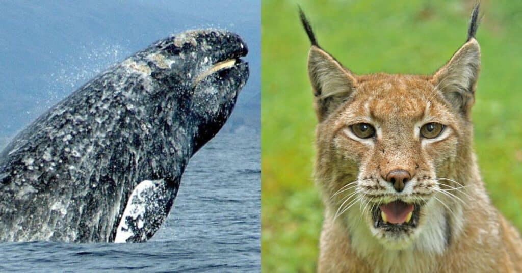Britain's Lost Wildlife Exploring 6 Extinct Species