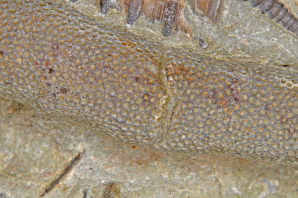 Bryozoa