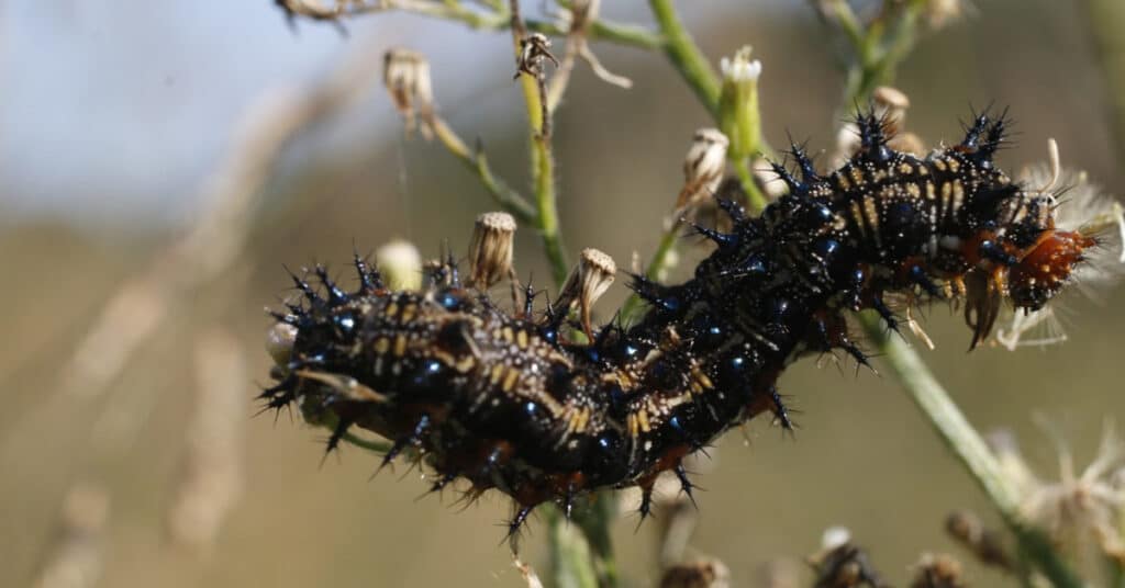 Buckeye Butterfly Caterpillar 1