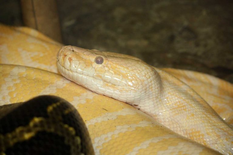 Types of Snakes: Pythonidae