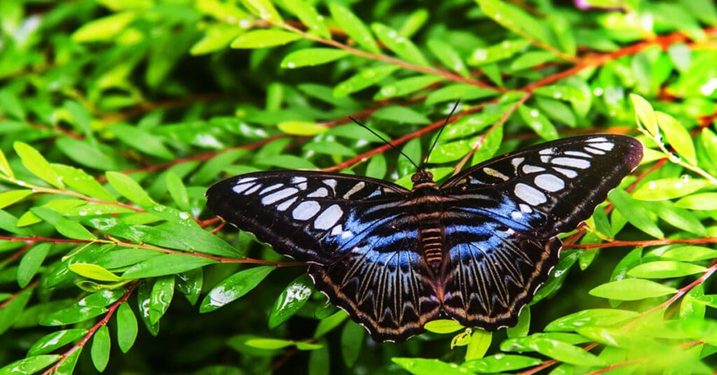 Where Do Butterflies Live? Learn About Nature