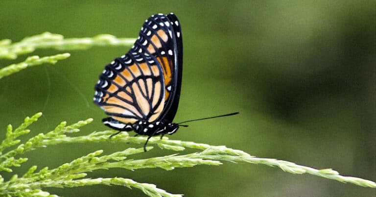 List of Butterflies in Alabama