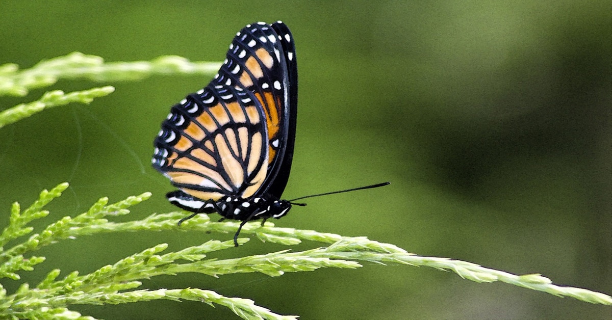 Butterfly Alabama