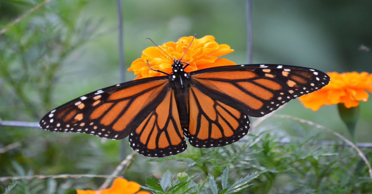 Butterfly Arkansas