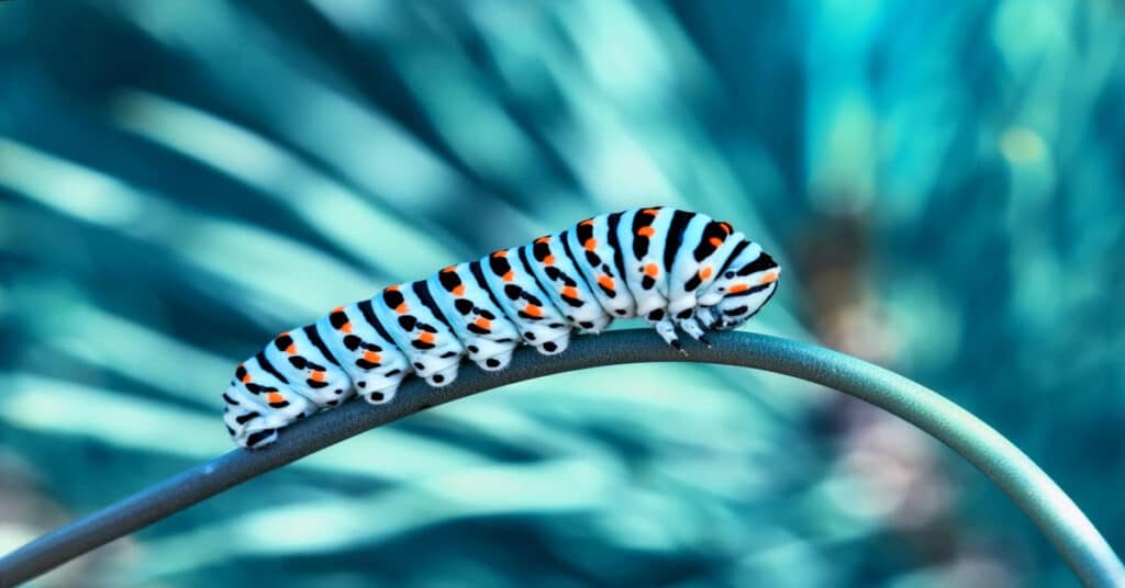 Butterfly Caterpillars