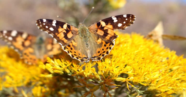 List of Butterflies in Colorado