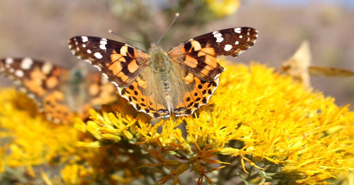 Butterfly Colorado