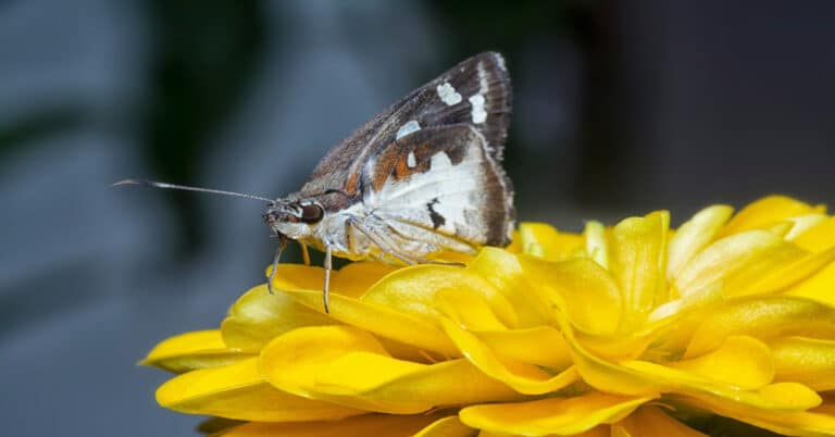 List of Butterflies in Delaware