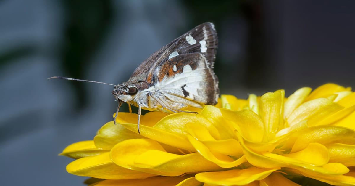 Butterfly Delaware
