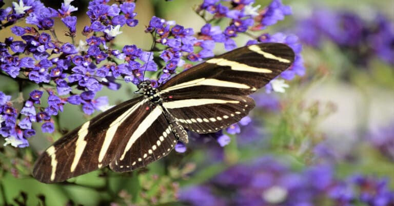 List of Butterflies in Florida