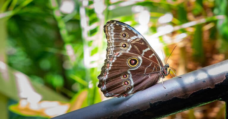 List of Butterflies in Georgia