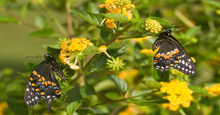 List of Butterflies in Illinois