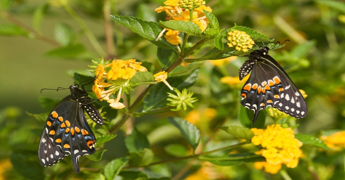 Butterfly Illinois