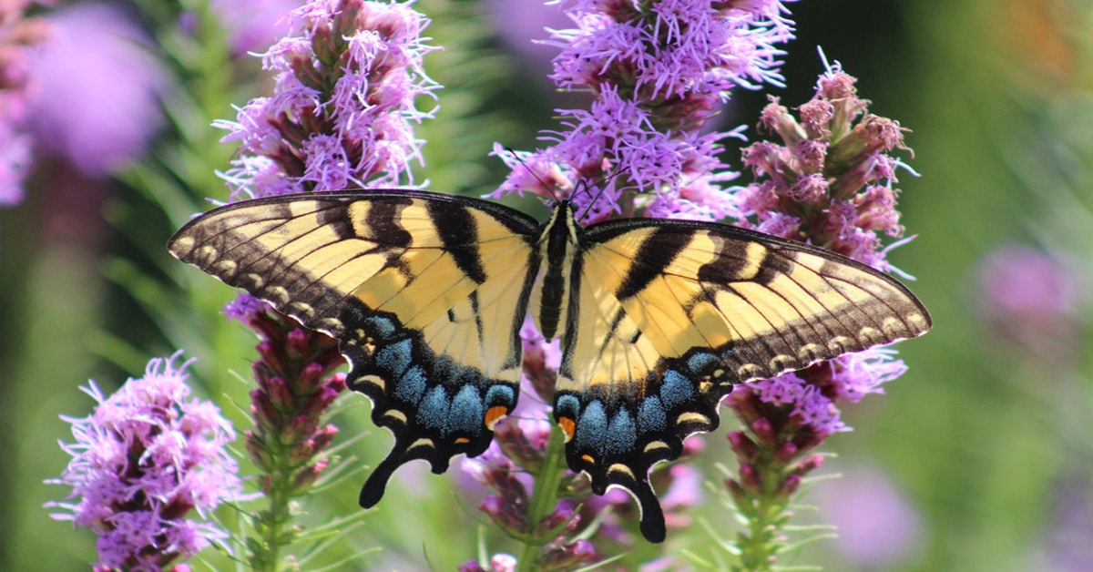 Butterfly Iowa