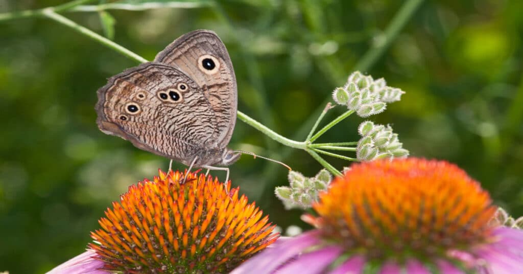 List of Butterflies in Kansas Learn About Nature