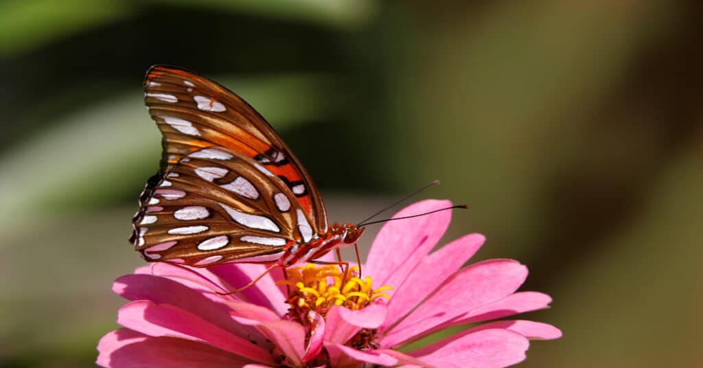 Butterfly Kentucky