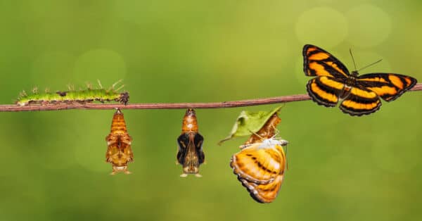 Butterfly Life Cycle