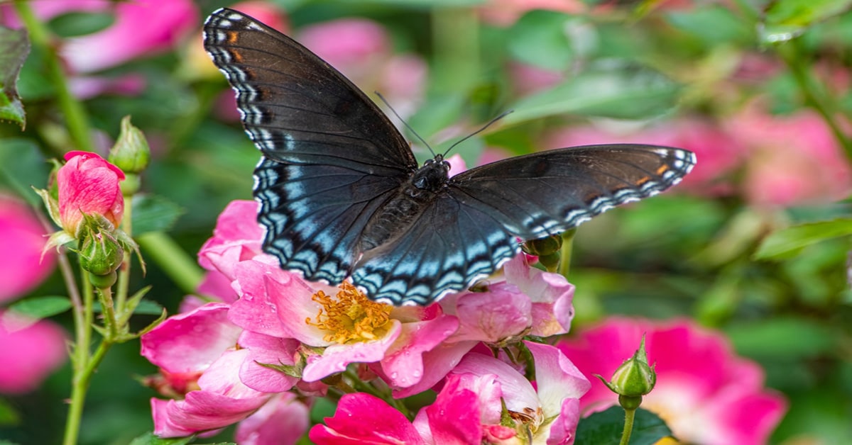Butterfly Louisiana