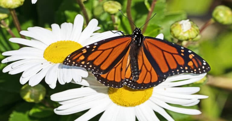 List of Butterflies in Massachusetts