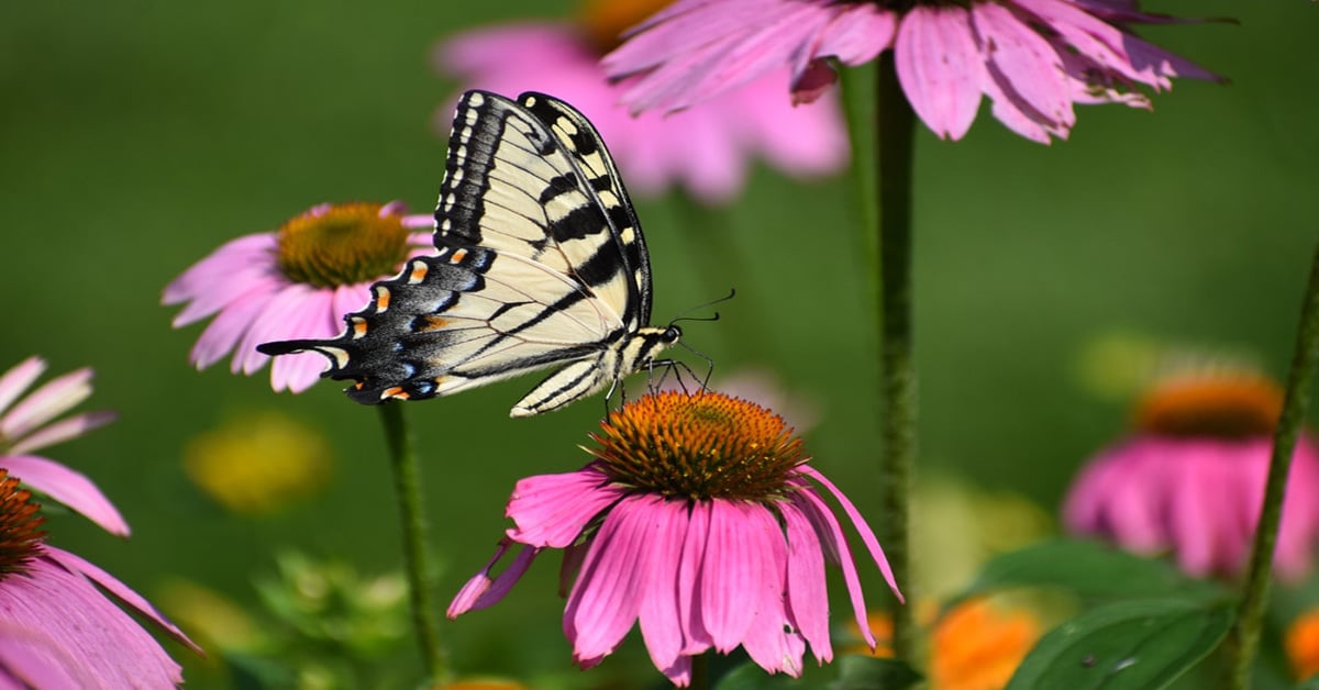 Butterfly Michigan