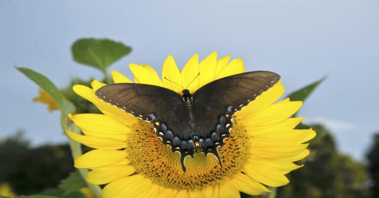 List of Butterflies in Missouri