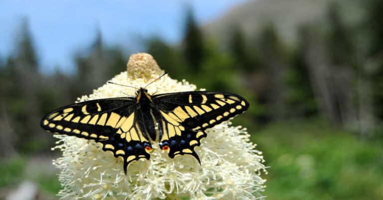 List of Butterflies in Montana