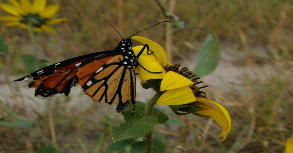 Butterfly Nebraska