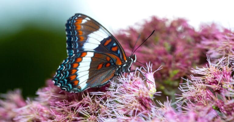 List of Butterflies in New Hampshire
