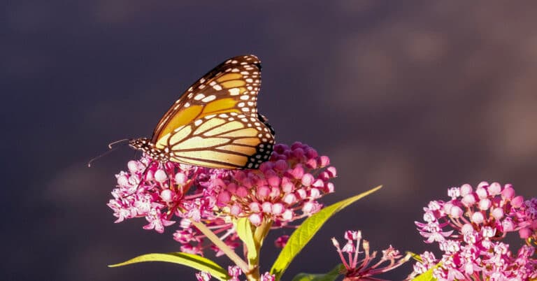 List of Butterflies in North Carolina