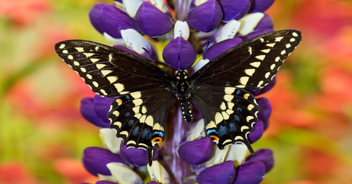 Butterfly Oregon