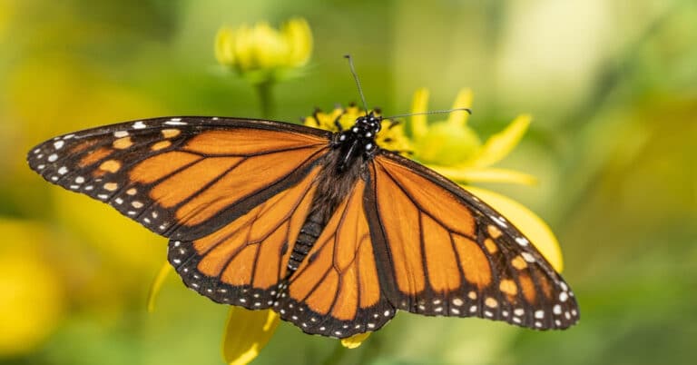List of Butterflies in Pennsylvania