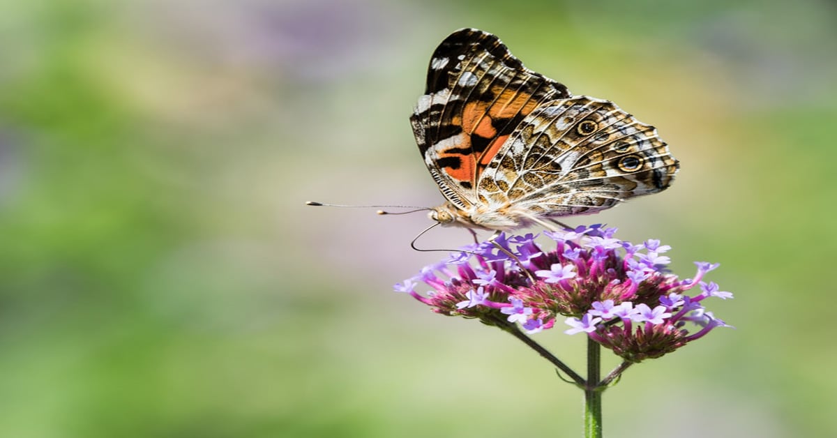 Butterfly Rhode Island