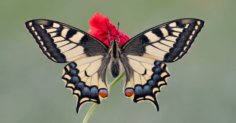 List of Butterflies in South Carolina