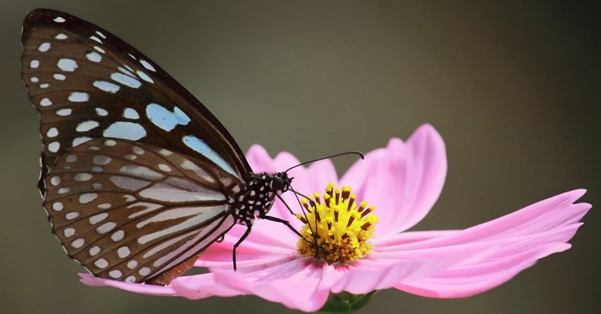 blue tiger butterfly sucking nectar from cosmos flower