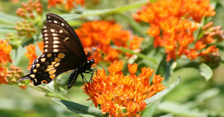 List of Butterflies in Tennessee
