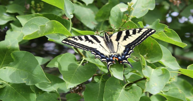 List of Butterflies in Utah