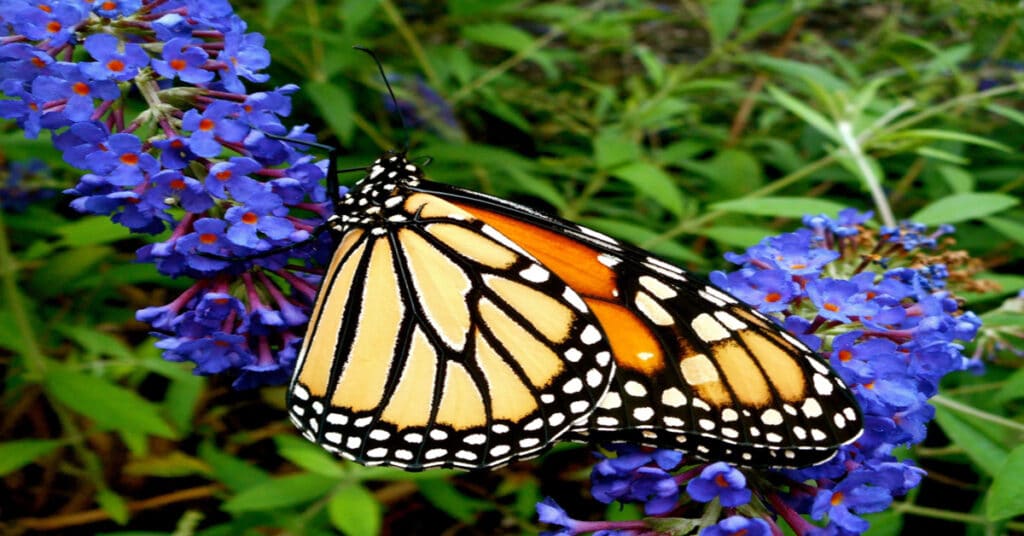 List of Butterflies in Vermont Learn About Nature