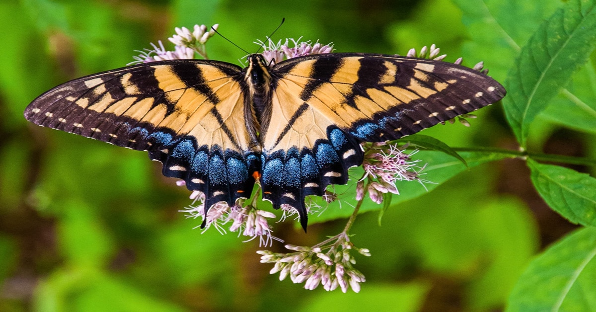 Butterfly Virginia