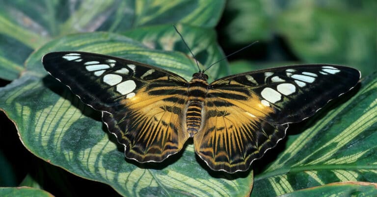 List of Butterflies in Washington