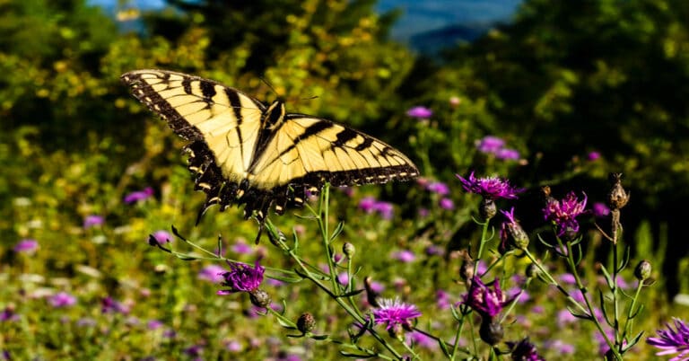 List of Butterflies in West Virginia