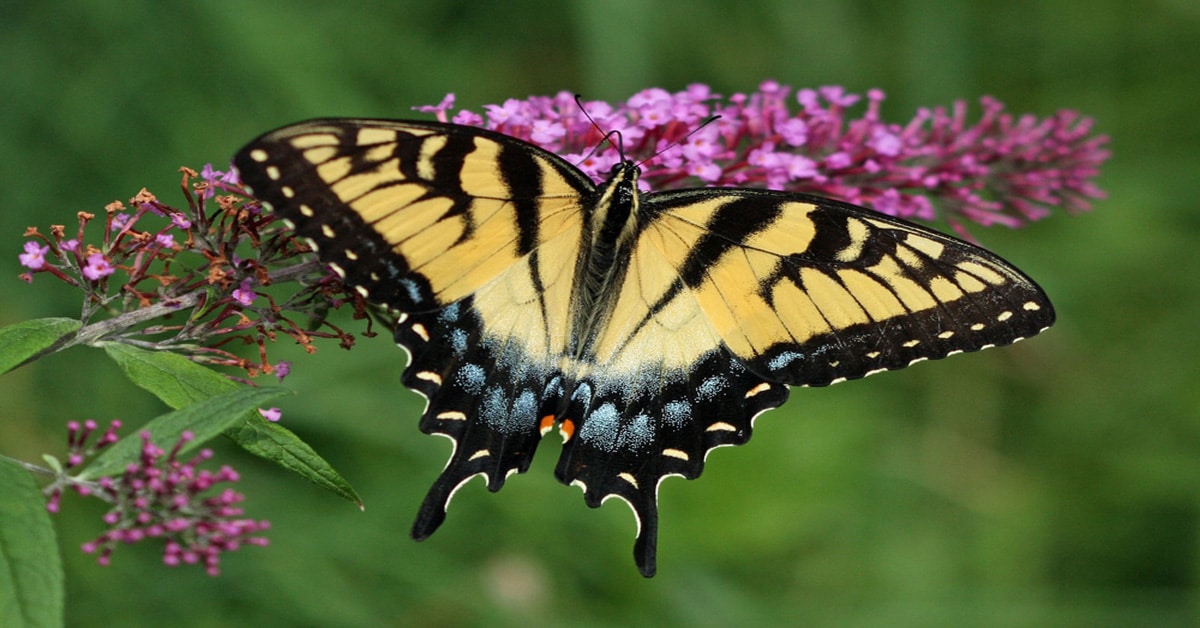 Butterfly Wisconsin