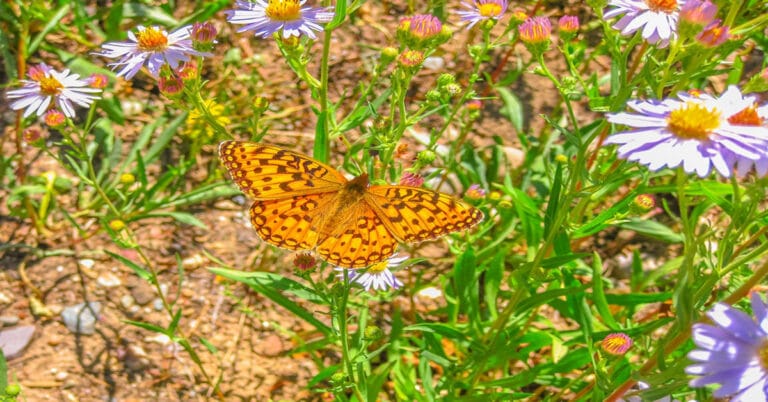 List of Butterflies in Wyoming