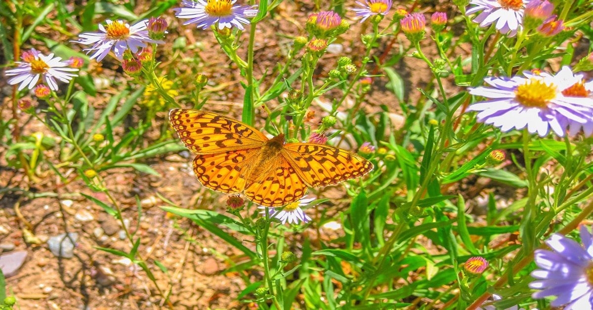 Butterfly Wyoming