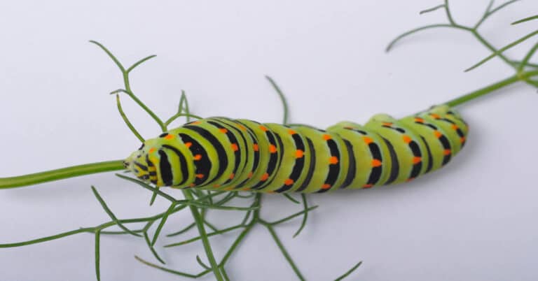 Butterfly Larvae – Extraordinary Stage of Butterfly Metamorphosis