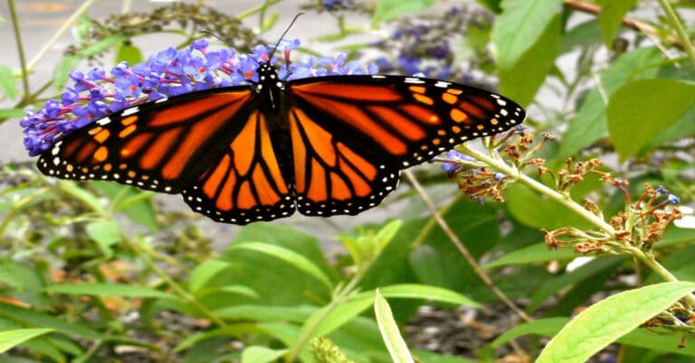 List of Butterflies in Idaho