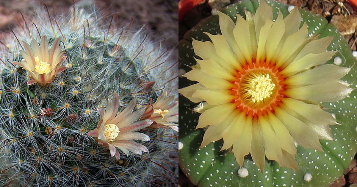 Cactus Flowers: Species & Tips for Encouraging Blooming