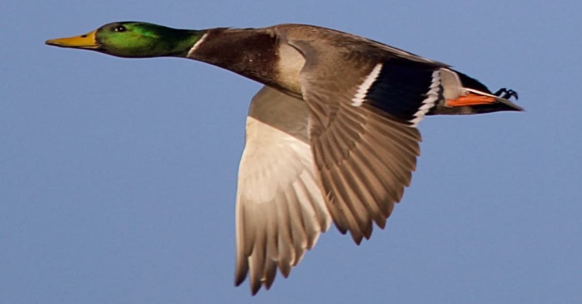 Can Ducks Fly? - Learn About Nature