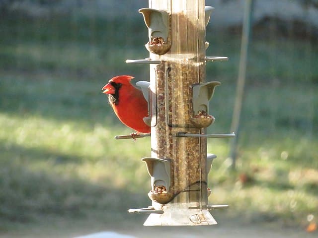 Cardinal Bird on bird feeder