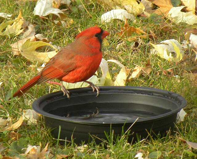 Cardinal Bird with water dish
