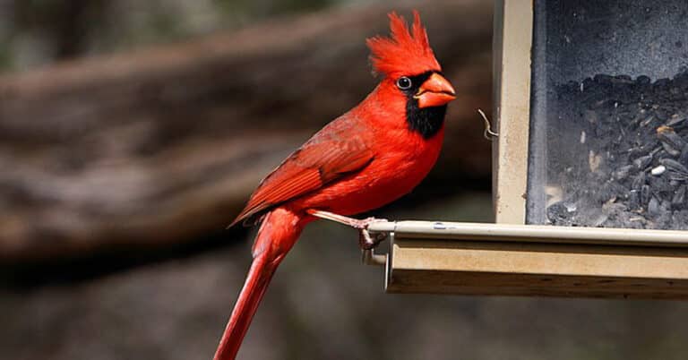 Cardinal Bird Meaning – Symbolism, Significance & Tips to Attract